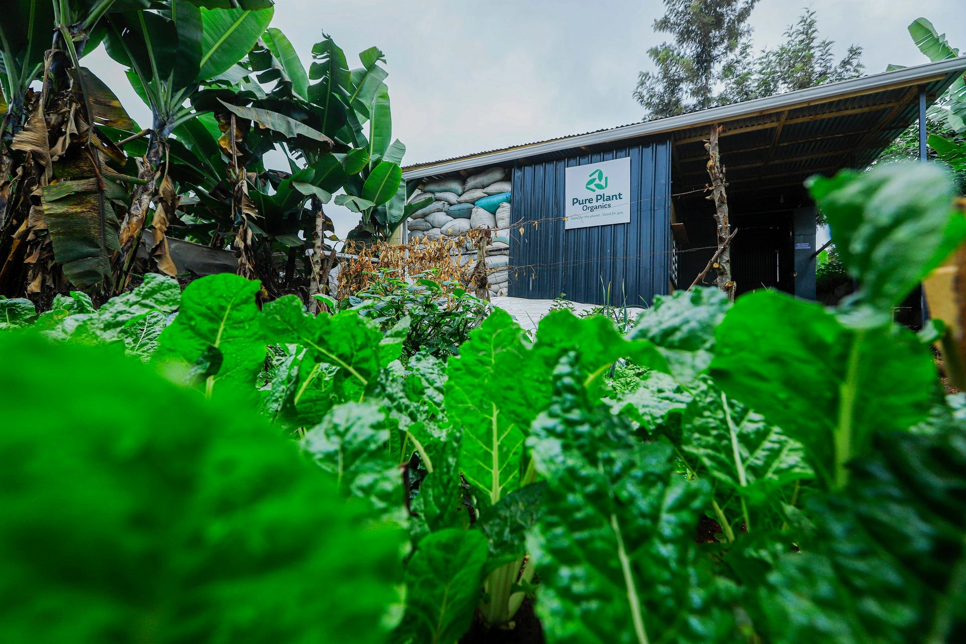 Pure Plant – David Muriithi